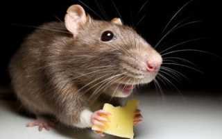 Преодоление боязни мышей