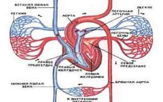 Венозное и артериальное кровотечение: в чем отличия