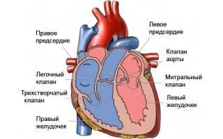 Клапанный аппарат сердца