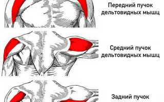 Растяжение дельтовидной мышцы: симптомы и лечение